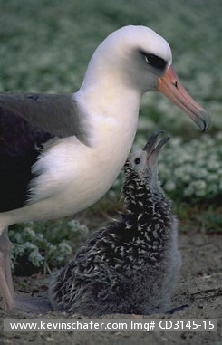 ALBATROSS, LAYSAN: (Diomedea immutabilis) USA, NW Hawaiian Islands, Midway Atoll, Mother and chick.