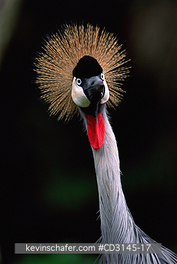 CRANE, CROWNED: (Balaerica regulorum)  Kenya, Masai Mara Reserve, Portrait of a crowned crane.