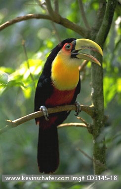 TOUCAN, RED-BREASTED: (Ramphastos dicolorus)  SE Brazil, Itatiaia National Park, Portrait of red-breasted toucan in tree.