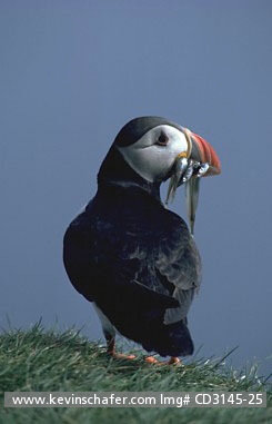 PUFFIN, ATLANTIC: (Fratercula arctica)
Scotland, Fair Isle, Portrait of Atlantic puffin with sandeels in beak.
