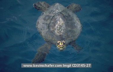 TURTLE, GREEN SEA: (Chelonia mydas) USA, NW Hawaiian Islands, Midway Atoll, The endangered green sea turtle swimming in the ocean.