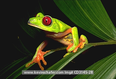 FROG, RED-EYED TREE: (Agalychnis callidryas)  Belize, Red-eyed tree frog on leaf.