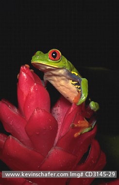 FROG, RED-EYED TREE: (Agalychnis callidryas)  Costa Rica, Tortuguero National Park, red-eyed tree frog on torch ginger.