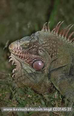 IGUANA, GREEN (COMMON): (Iguana iguana) Venezuela, Hato Cedral, Llanos, Adult male green iguana in the wild.
