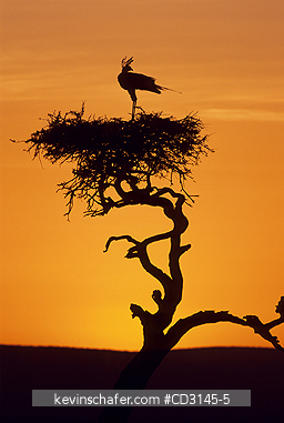 SECRETARYBIRD: (Sagittarius serpentarius)   Kenya, Masai Mara Reserve, Secretarybird in roost tree at sunrise.