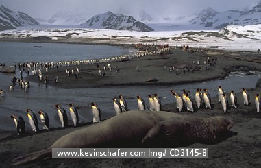 PENGUINS, KING: (Aptenodytes patagonicus) Sub-Antarctic, South Georgia Island, King penguins walking among resting elephant seal.
