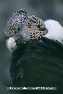 CONDOR, ANDEAN: (Vultur gryphus) Peru, Andes Mountains,   Portrait of an adult captive Andean condor.