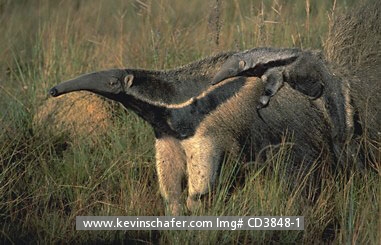 ANTEATER, GIANT: (Myrmecophaga tridactyla) Brazil, Serra da Canastra National Park, Wild giant anteater with young on her back.