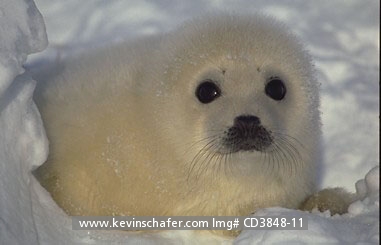 SEAL, HARP PUP: (Phoca groenlandica) Eastern Canada, Quebec, Magdalen Island, Harp seal pup in snow, early March.