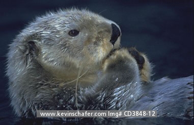 OTTER, SEA: (Enhydra lutris) USA,   Profile of a Captive sea otter.