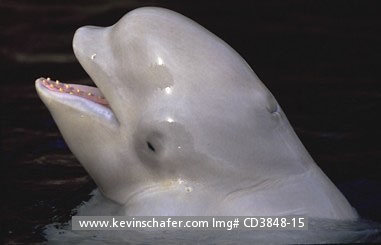 WHALE, BELUGA (White): (Delphinapterus leucas) 
Captive beluga whale poking head from water. Vancouver Aquarium