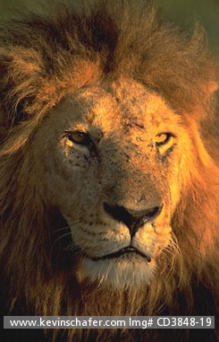 LION, AFRICAN: (Panthera leo)  Kenya, Masai Mara reserve, Portrait of a male African lion at dawn.