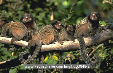 MARMOSET, BLACK TUFTED-EAR: (Callithrix penicillata) Brazil, Minas Gerais, Serra do Cipo National Park, Group of black tufted-ear marmosets on tree branch.