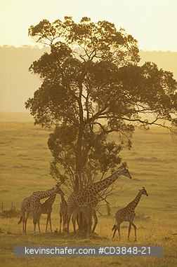 GIRAFFE, MASAI: (Giraffa camelopardalis tippelskirchi)  Kenya, Masai Mara Reserve, Group of Masai giraffe at dusk.