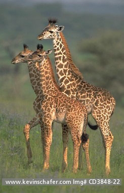 GIRAFFE, MASAI: (Giraffa camelopardalis tippelskirchi)  Tanzania, Serengeti National Park,  Family group of Masai giraffe.
