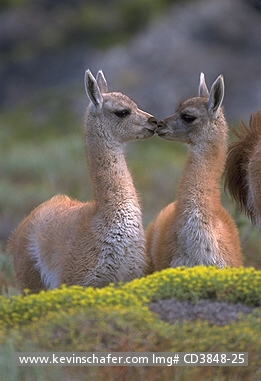 GUANACO: (Lama guanicoe)  Chile, Patagonia, Torres del Paine National Park, Young of the year.
