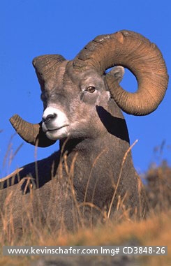 SHEEP, BIGHORN: (Ovis canadensis) Canada, Alberta, Jasper National Park, Portrait of bighorn sheep.