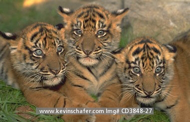 TIGER, SUMATRAN: (Panthera tigris) Portrait of three endangered young Sumatran tiger cubs, captive.