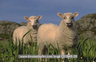LAMBS: Scotland, Iona Island, Portrait of two young lambs.