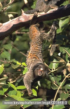 MARMOSET, BLACK TUFTED-EAR: (Callithrix penicillata) Brazil, Minas Gerais, Serra do Cipo National Park, Black-tufted ear marmoset hanging from branch.