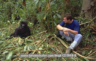 GORILLA, MOUNTAIN: (Gorilla gorilla beringei)  
Rwanda, Volcanos National Park, Tourists with mountain gorillas.