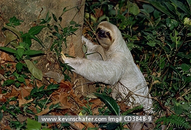SLOTH, THREE-TOED: (Bradypus variegatus) Costa Rica, Manuel Antonio National Park,  Three-toed sloth deposits feces on forest floor.