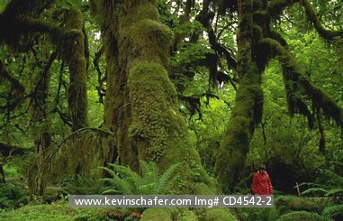 USA, WASHINGTON: Hoh Rainforest, hiker at base of large tree covered with various plants, Olympic National Park,  *Model Released.
