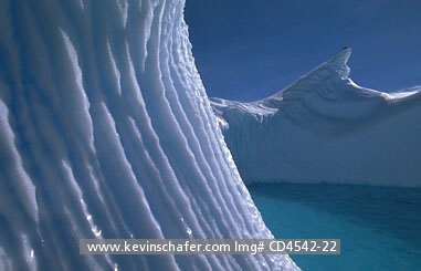 ANTARCTICA: Gull sits on striated/grooved surface of iceberg,   Anvers Island, Antarctic Peninsula. PHOTO ONLY AVAILABLE THROUGH GETTY IMAGES