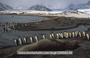  ANTARCTICA: Sub-Antarctica, South Georgia Island, St. Andrews Bay, King penguins and elephant seals, tourists in the background.