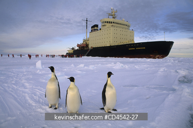 ANTARCTICA: Antarctica, Weddell Sea, Emperor penguins and Russian icebreaker which serves as a tourist ship.