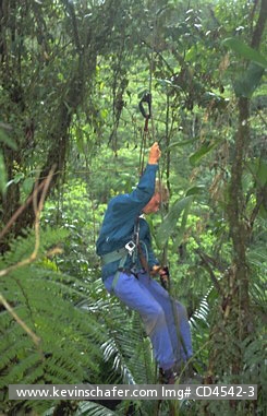 COSTA RICA: Costa Rica, Braulio Carrillo National Park, Tourist climbing canopy.  Costa Rica is a prime destination for ecotourism.
