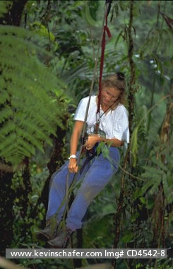COSTA RICA: Costa Rica, Braulio Carrillo National Park, Climbing Rainforest canopy.  Costa Rica is a prime destination for ecotourism.