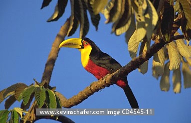 TOUCAN, RED-BREASTED: (Ramphastos  dicolorus) Brazil, Serra da Canastra National Park, Portrait of red-breasted toucan.