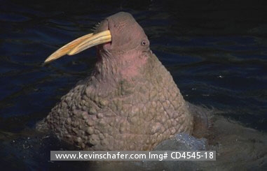 WALRUS, PACIFIC: (Odobenus rosmarus)  USA, SW Alaska, Bering Sea, Round Island Sanctuary, Adult male Pacific walrus.