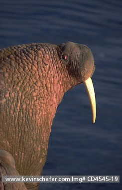 WALRUS, PACIFIC: (Odobenus rosmarus) USA, SW Alaska, Bering Sea, Bristol Bay, Round Island Sanctuary, Adult male Pacific walrus.