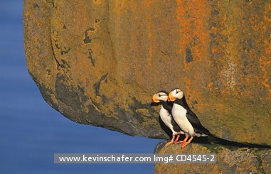 PUFFIN, HORNED: (Fratercula corniculata) USA, Alaska, Bering Sea, Round Island Sanctuary, Portrait of two horned puffins.