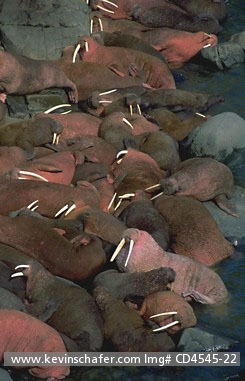 WALRUS, PACIFIC: (Odobenus rosmarus) USA, SW Alaska, Bering Sea, Round Island Sanctuary, Adult male Pacific walruses at haul out.