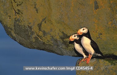 PUFFIN, HORNED: (Fratercula corniculata) Alaska, Bering Sea, Round Island Sanctuary, Portrait of two horned puffins.