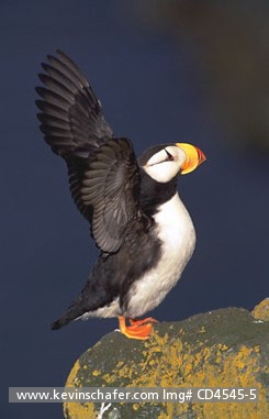 PUFFIN, HORNED: (Fratercula corniculata)
USA, Alaska, Bering Sea, Pribilof Islands, St. Paul Island, Portrait of horned puffin.