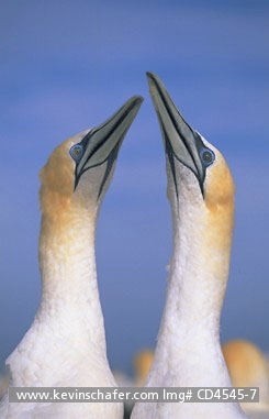 GANNET, AUSTRALASIAN: (Sula serrator) 
New Zealand, North Island, 
Cape Kidnappers, Courting pair of Australasian gannets.