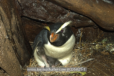 PENGUINS, FIORDLAND CRESTED: (Eudyptes pachyrhynchus)  New Zealand, Westland, Fiordland crested penguin with chick in cavity nest.