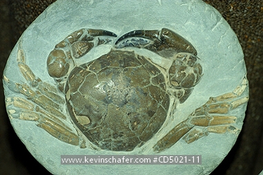 FOSSILS: (Tumidocarcinus giganteus)  New Zealand, Fossil crabs in concretions from Miocene period.