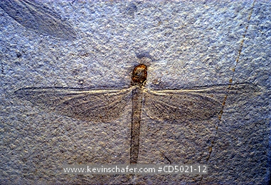 FOSSILS: Fossil Dragonfly (Petalia longialata) Late Jurassic  
New Zealand
