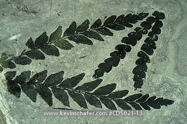 FOSSILS: Antarctica, Shapeless Mountain, Fossil leaves (Dicroidium), Triassic period, Lashly formation.