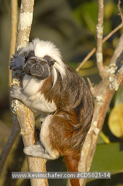 TAMARIN, COTTON TOP: (Saguinus oedipus)  Captive, native to Colombia.