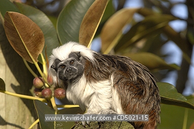 TAMARIN, COTTON TOP: (Saguinus oedipus)  Captive, native to Colombia.