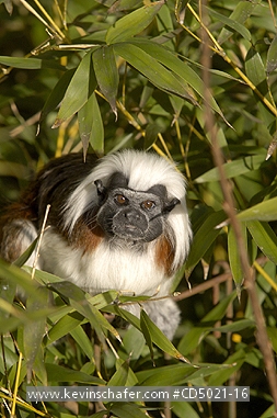 TAMARIN, COTTON TOP: (Saguinus oedipus)  Captive, native to Colombia.