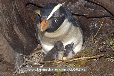 PENGUIN, Fiordland Crested: (Eudyptes pachyrhynchus)  New Zealand, Westland, The endangered fiordland crested penguin with chicks in cavity nest.