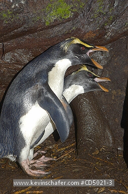 PENGUINS, FIORDLAND CRESTED: (Eudyptes pachyrhynchus) New Zealand, West coast, South Island, Courting pair of Fiordland crested penguins.