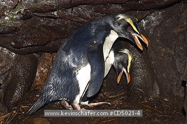 PENGUINS, FIORDLAND CRESTED: (Eudyptes pachyrhynchus)  New Zealand, West coast, South Island, Courting pair of Fiordland crested penguins.